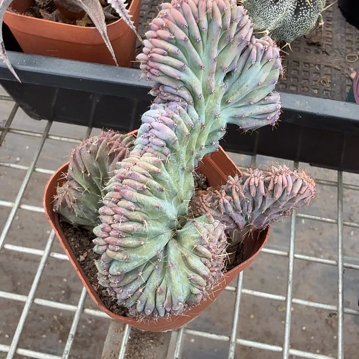 龙神木缀化10仙人球