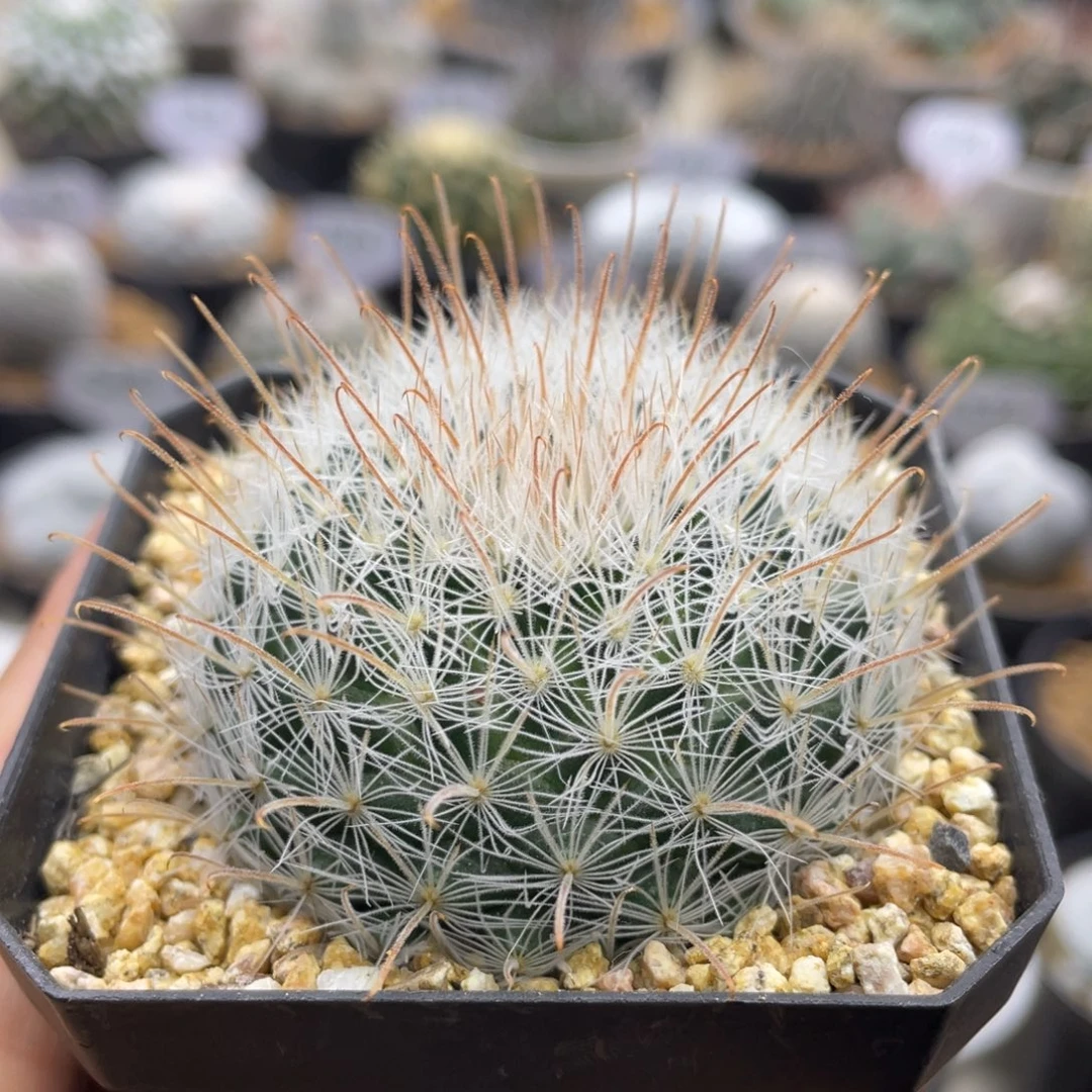 折后价     阳炎    实生根