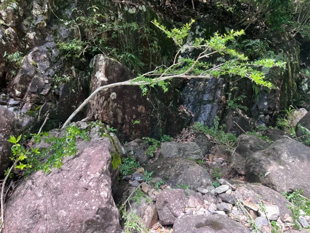 水杨梅绿植可水培可盆栽适合鱼缸造景的观花植物搭配塑料或盆