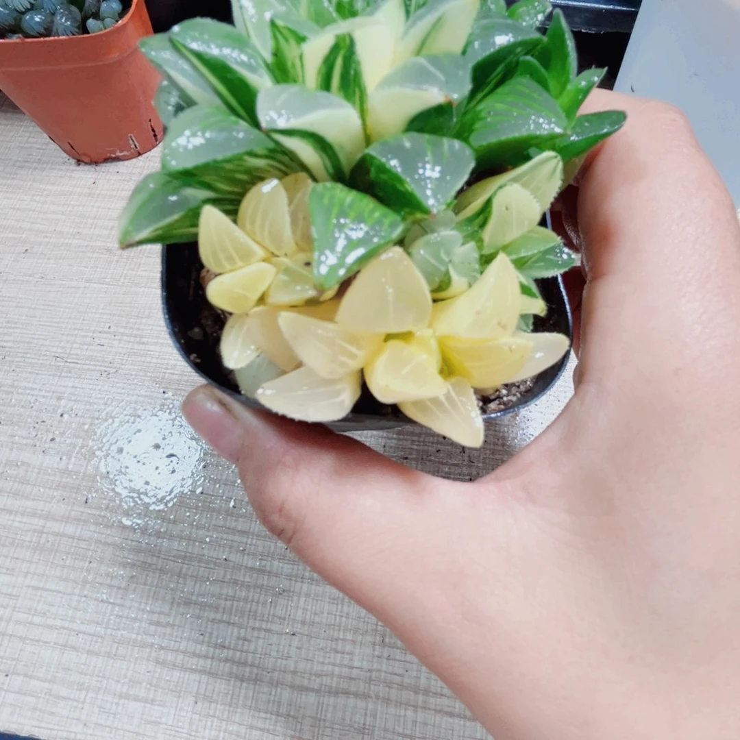 姬寿锦多肉植物66667