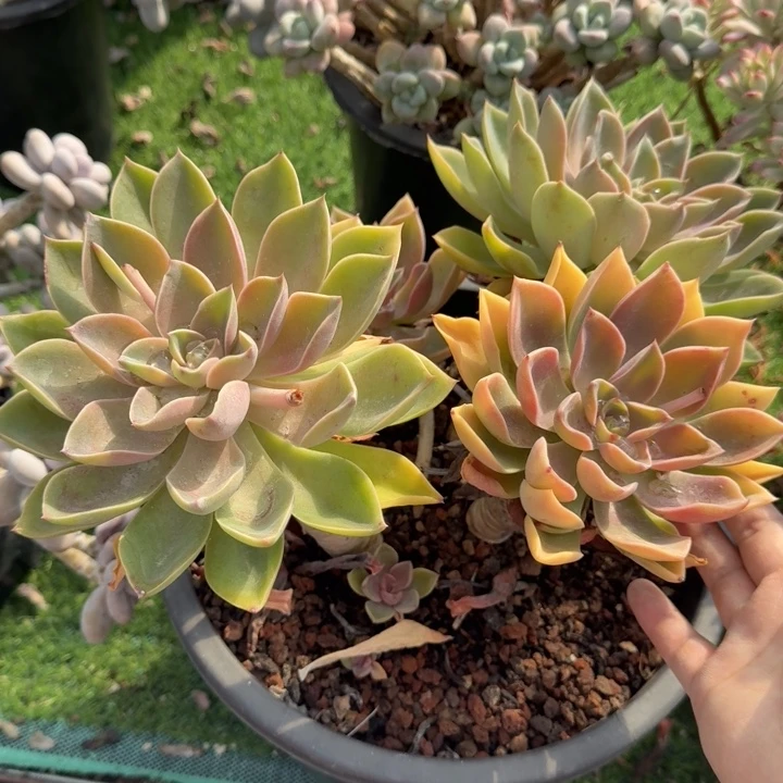 琼斯多肉植物绿植