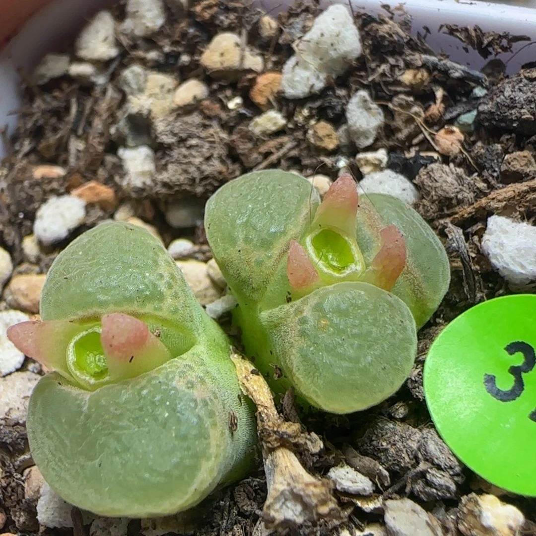 漂漂亮亮多肉植物37