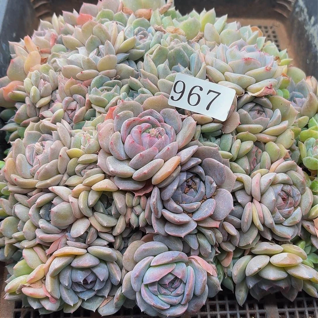 苏**干多肉植物多肉植物967