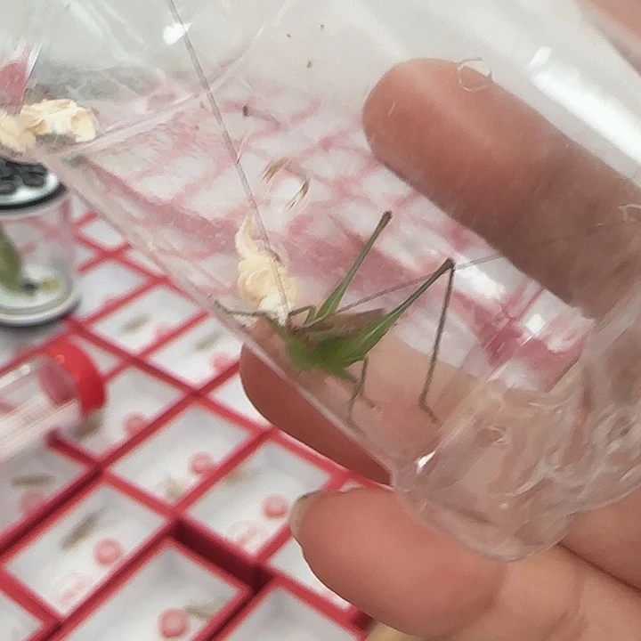 断须糖果一只啊啊啊啊啊啊