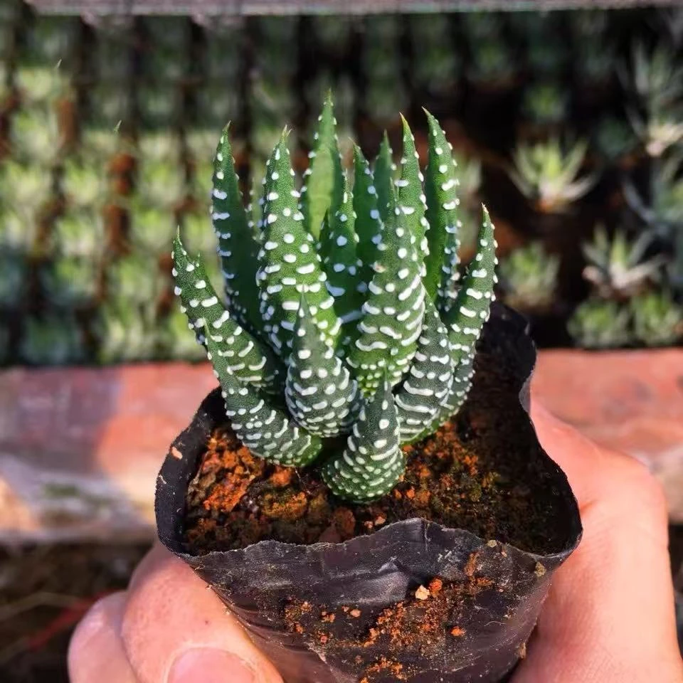 （凑满15包邮）精品多肉植物鹰爪 裸根裸发