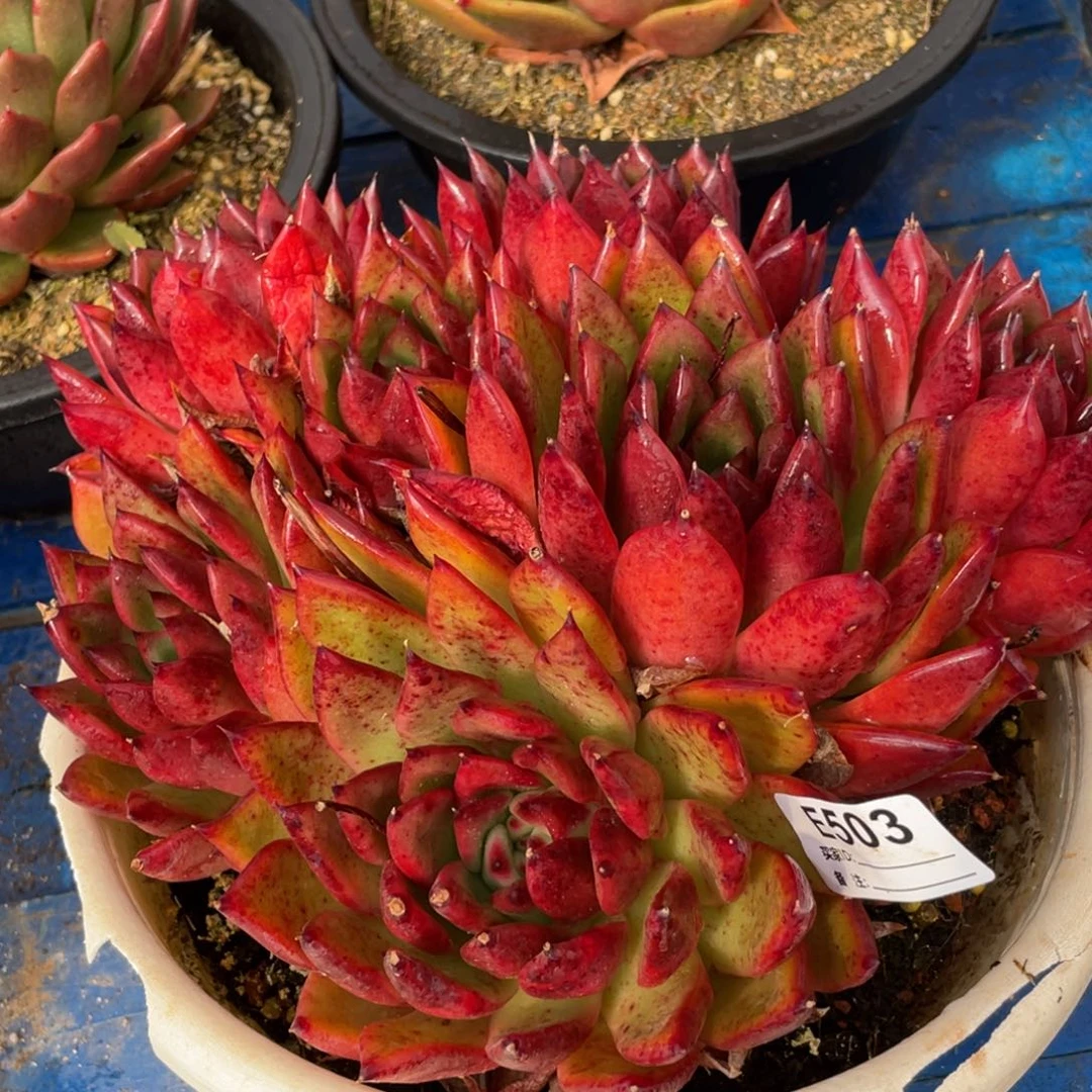 无花朵若如东云单拍E503