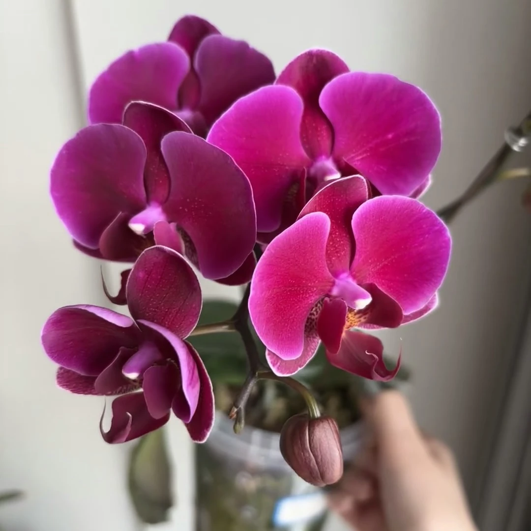 植趣花卉【香山】复古深色加高花苞株 多侧枝品种