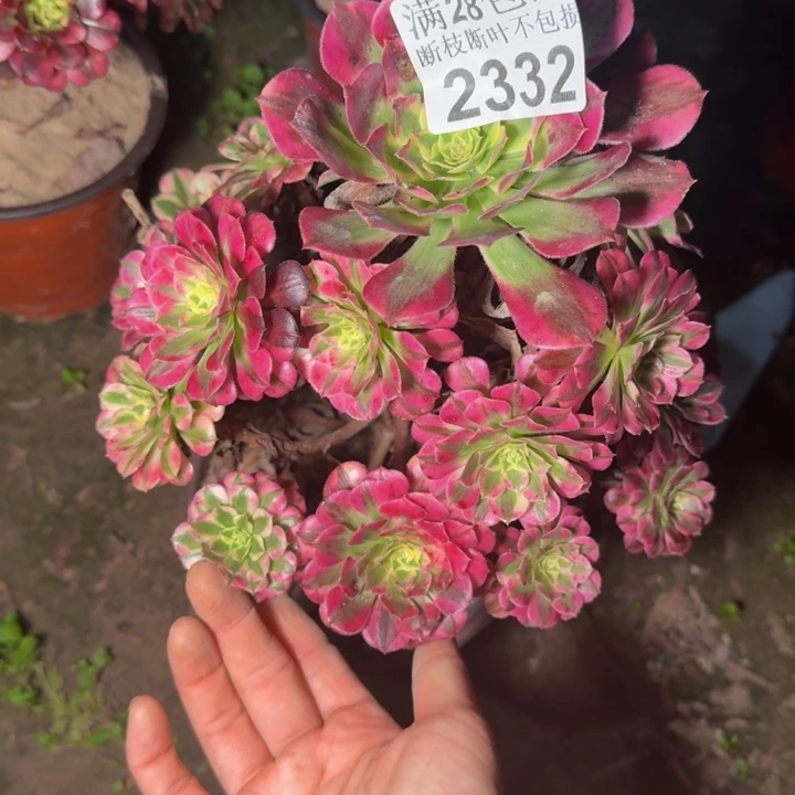 ，2332祝融多肉植物