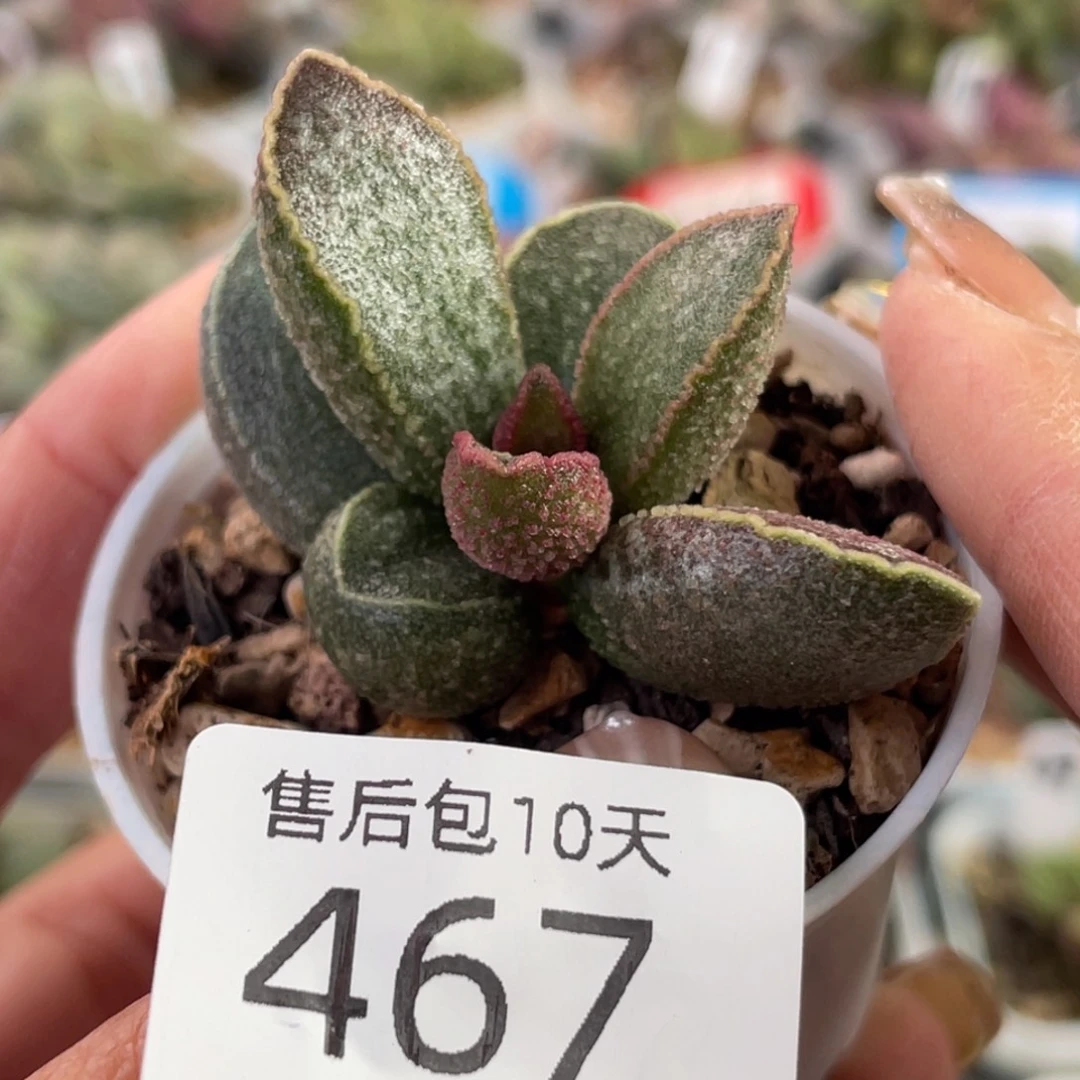 467。