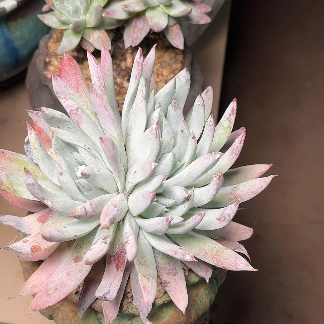 8181阿金尼仙女杯多肉