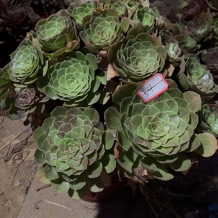 万设节多肉植物34