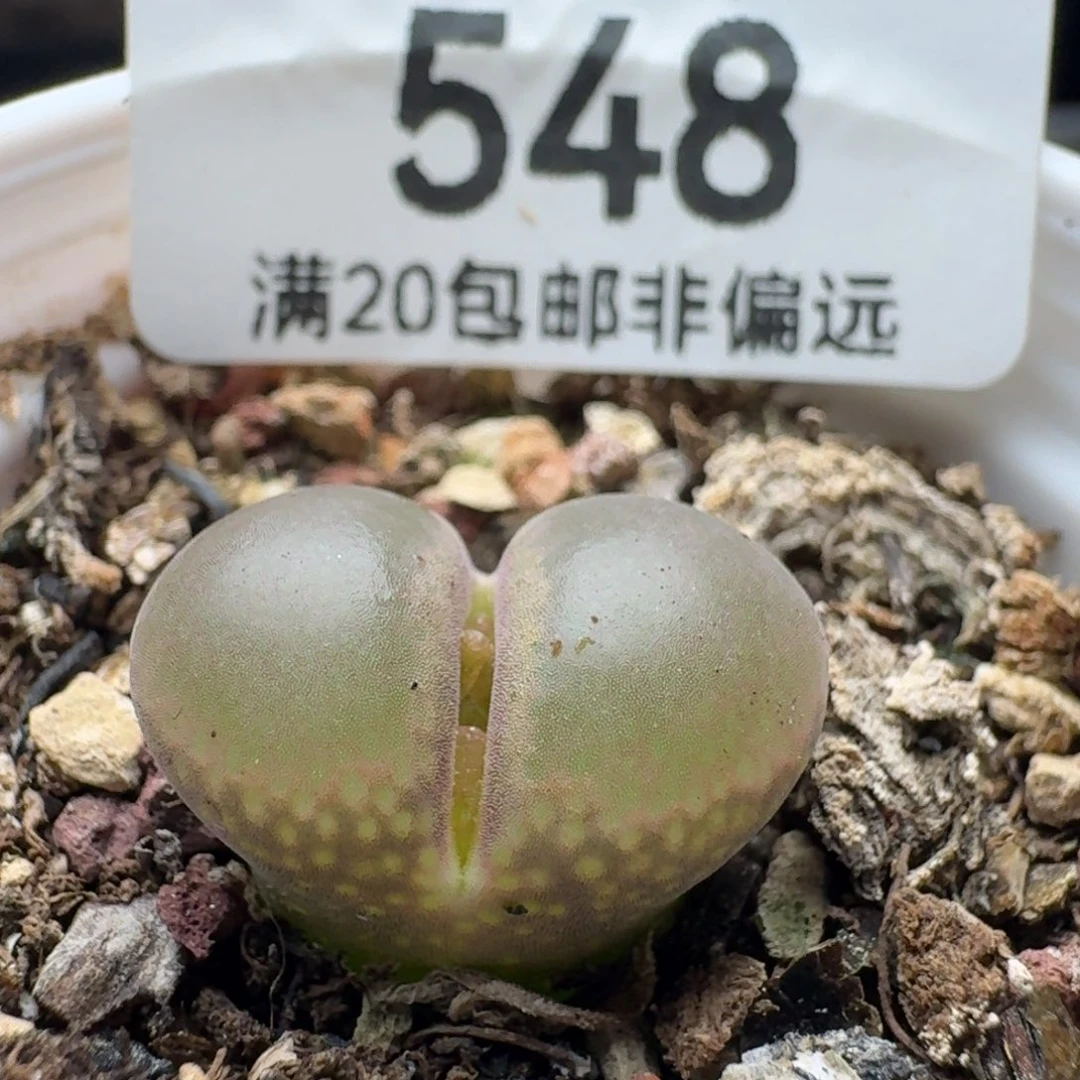 带盆土日系红宝石。