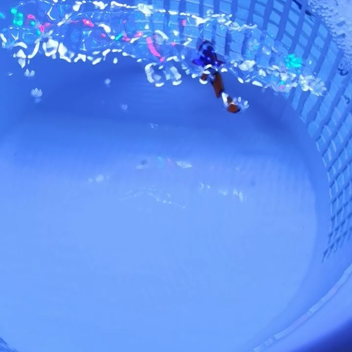 3+半黑背心海水鱼一条