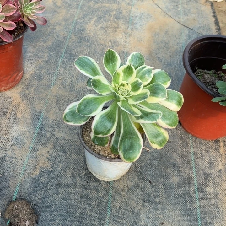 56燕子锦多肉多肉多肉