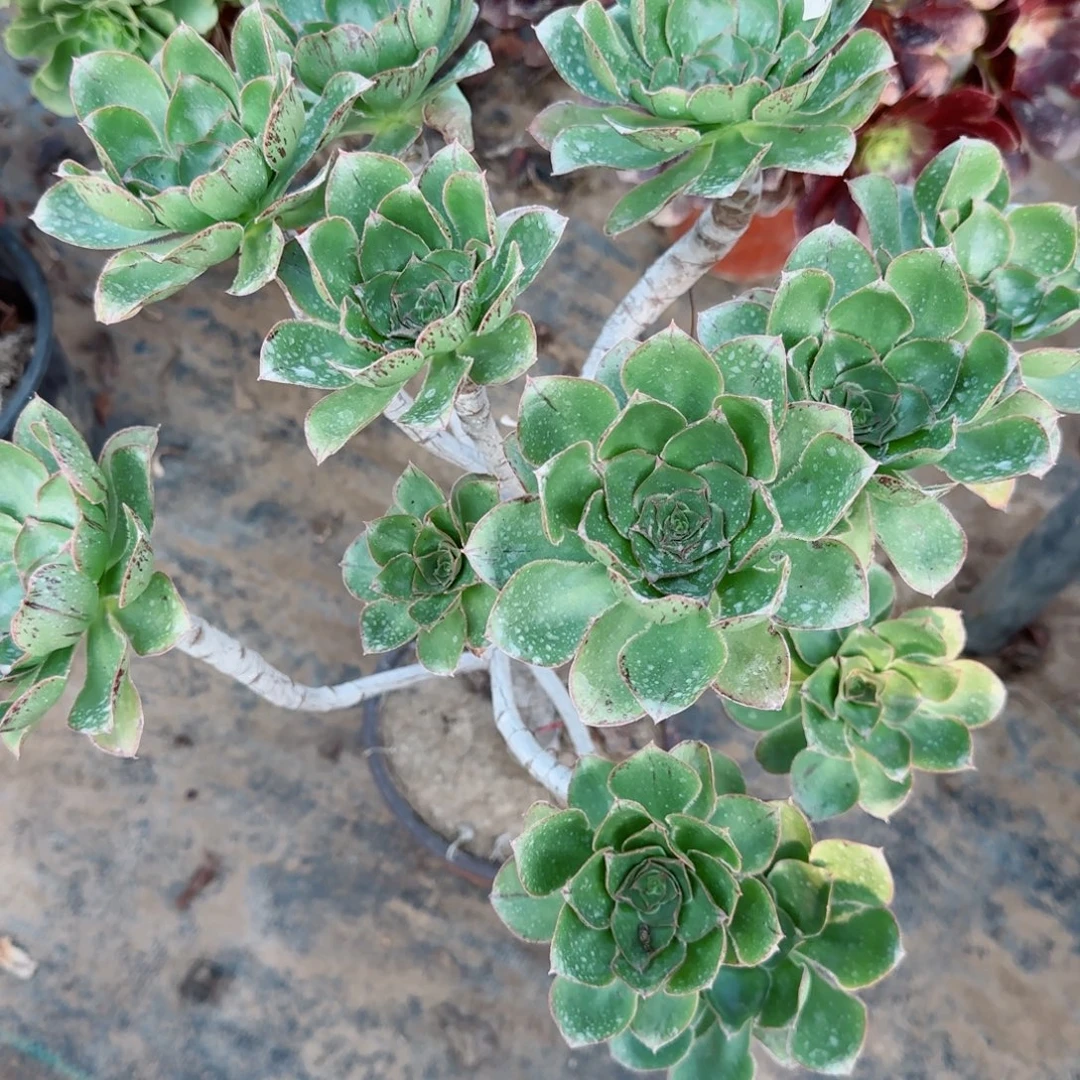 艳姿三年桩孤品134包邮断枝不包