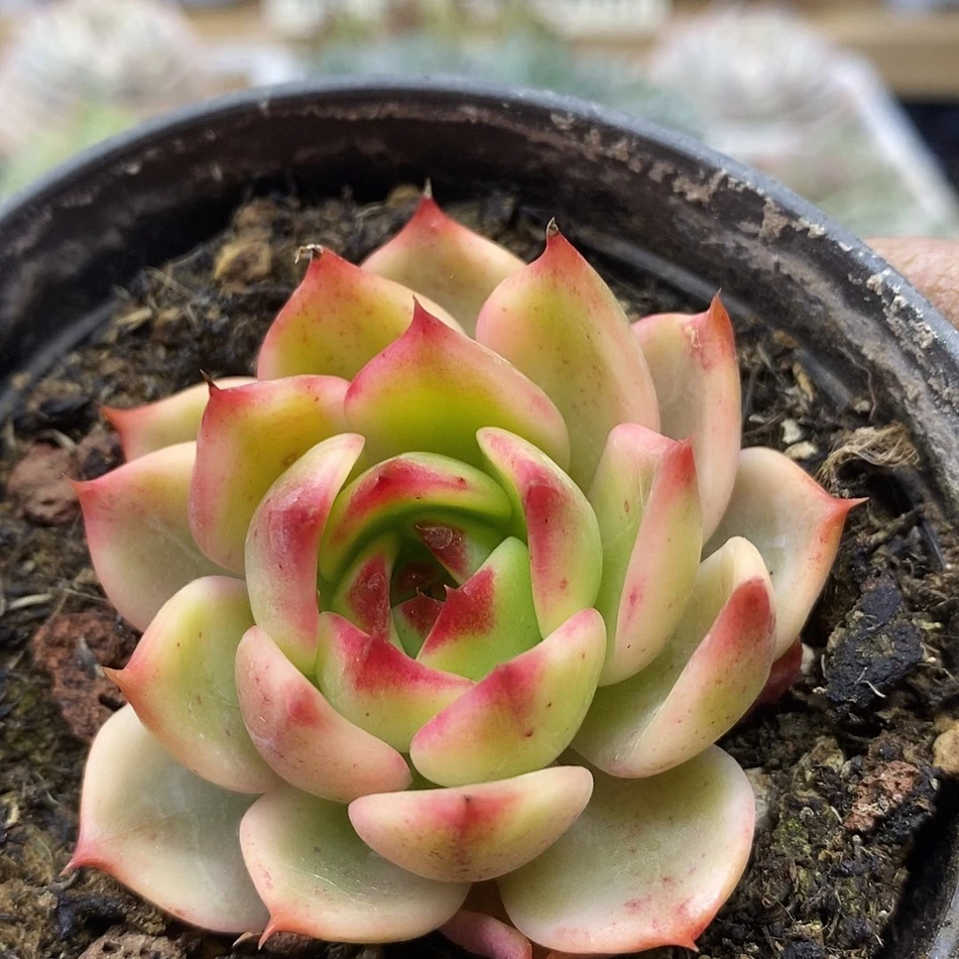 19171 桃花覆轮锦