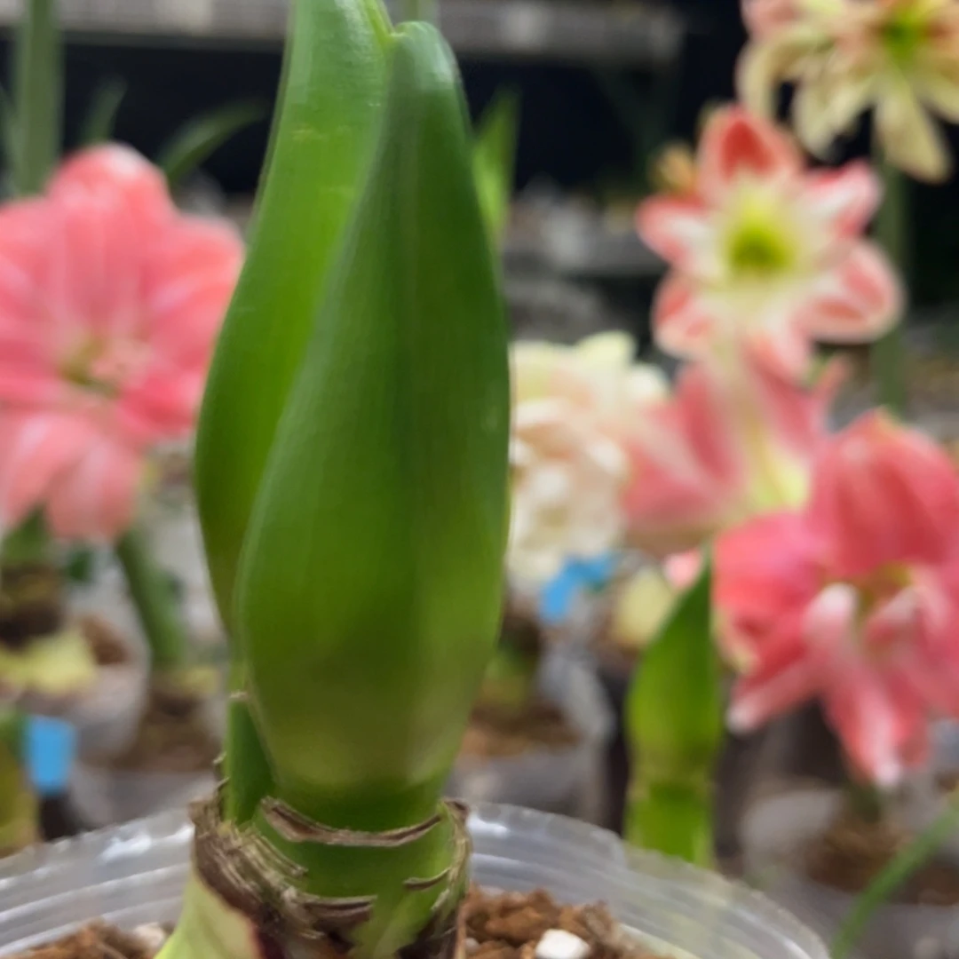 阿弗雷朱顶红带盆发货