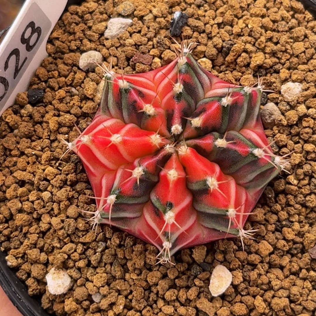 红版彩虹梦 米哈仙人球