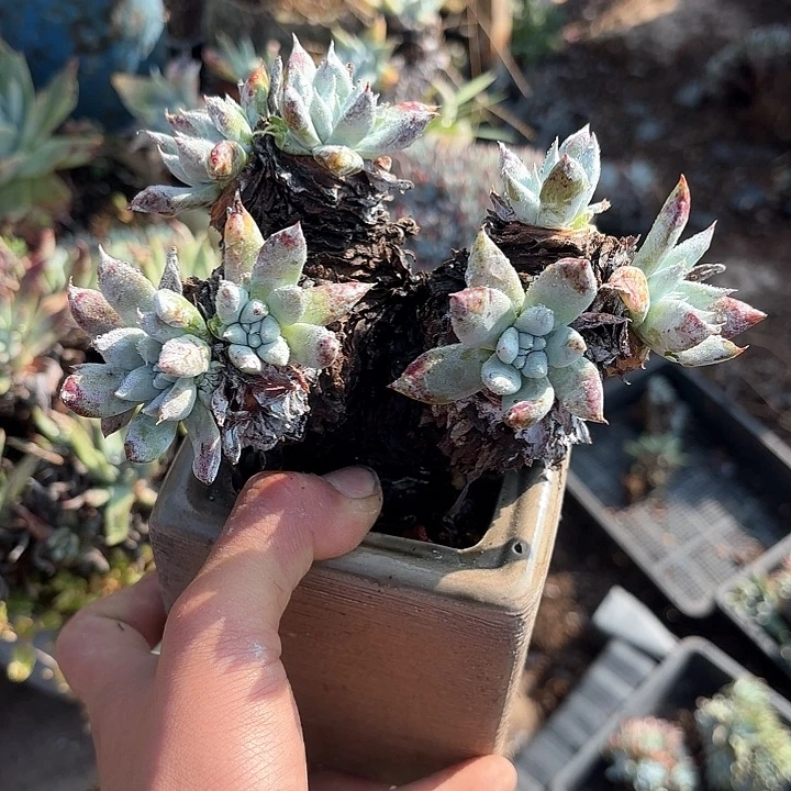 大*仙女杯多肉植物