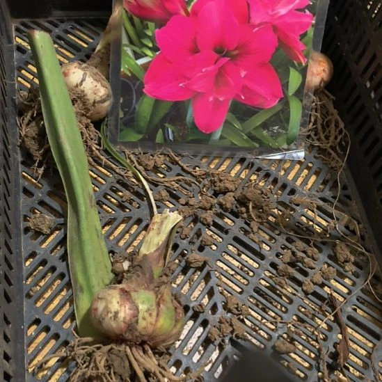 当前无花栽培后可以开花虞姬6厘米裸根球