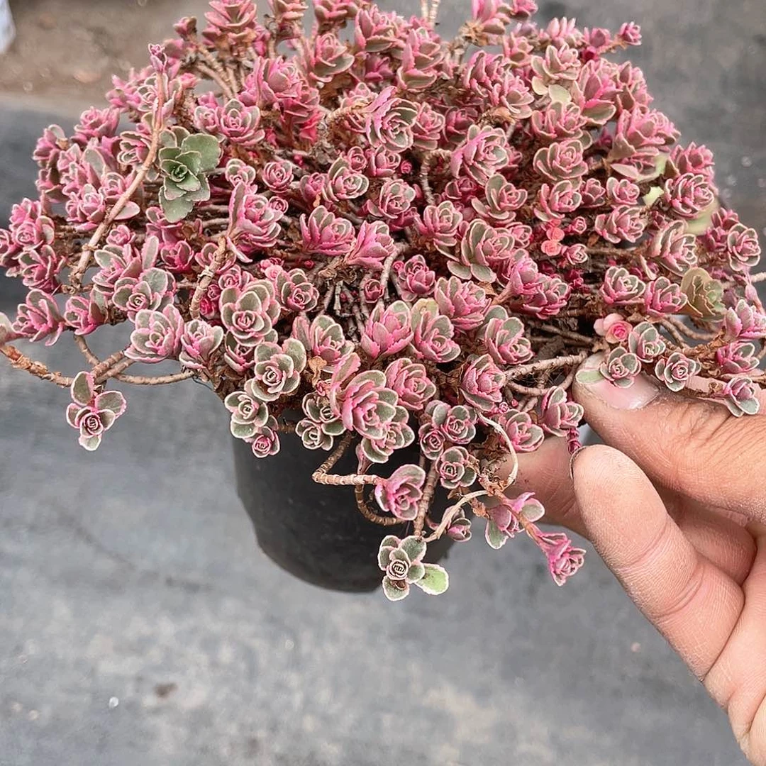 小球玫瑰锦整群带盆发货