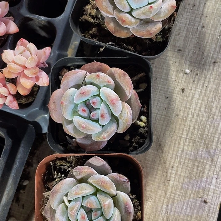 大哥家正版大韩橙带盆