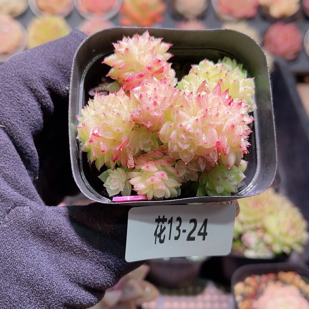 花利美13- 24麦秆群