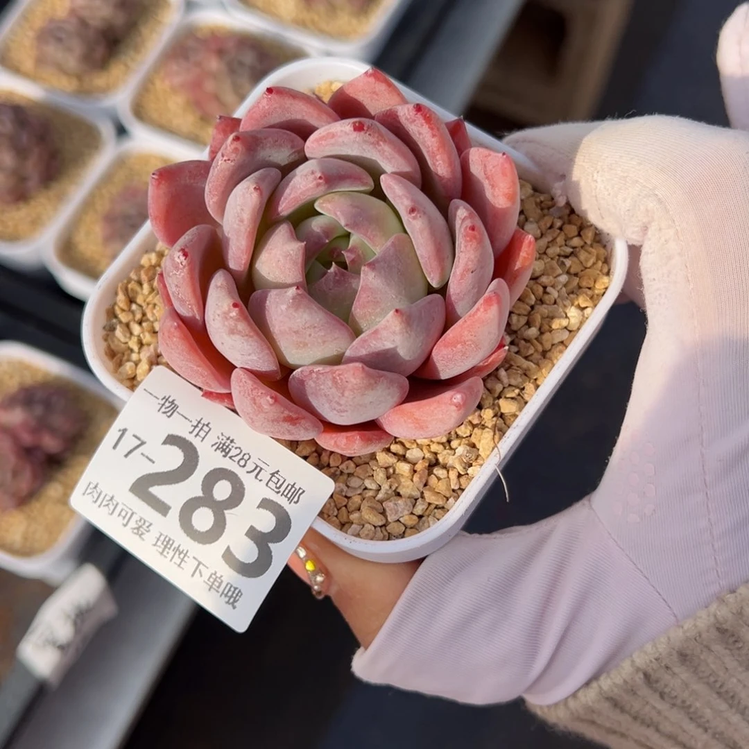 蜜桃多肉多肉多肉多肉