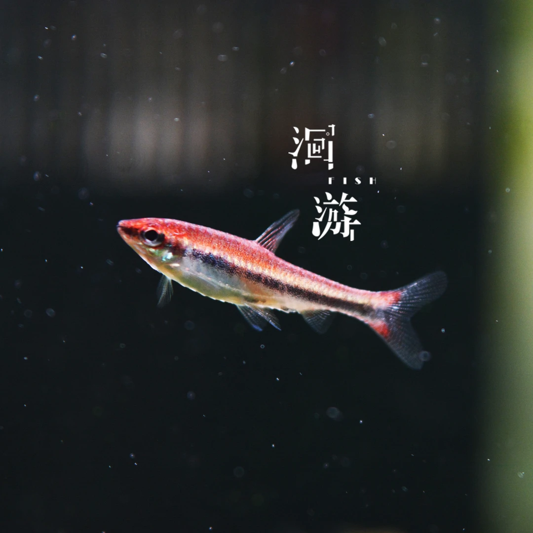 【洄游】红肚铅笔 灯鱼南美热带观赏鱼小鱼混养定水检疫满100包邮