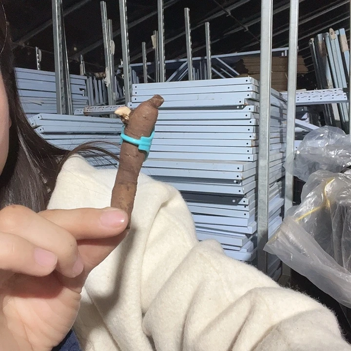 当前无花栽培后可以开花鲑鱼荣耀根芽