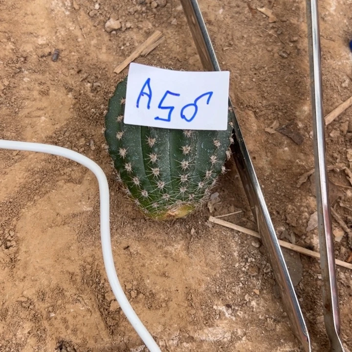 清***筑A56卓雅彩草侧芽15