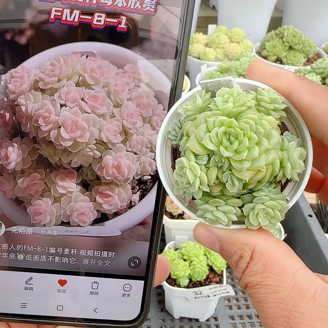 【闪购商品】0925-33（fm-8-1）