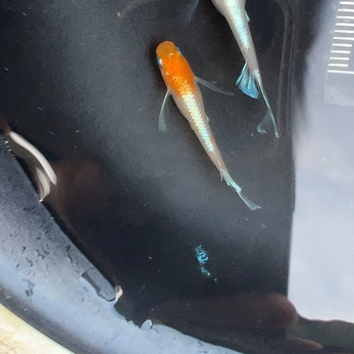 青鳉红白赤壁真长鰭1公1母