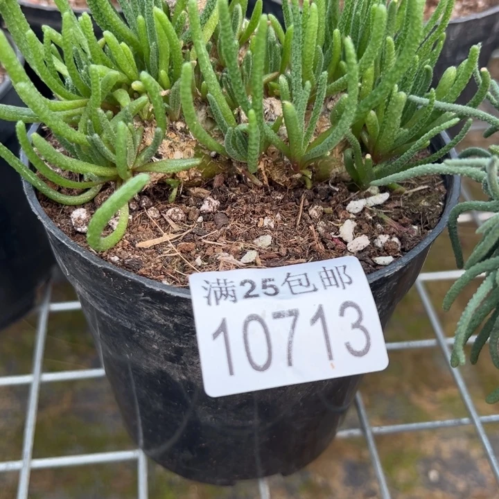 天赐713，一物一拍，带土球