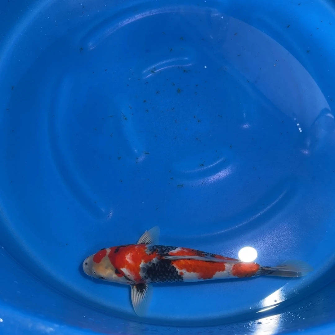 锦鲤不支持退换蒙娜丽莎星金