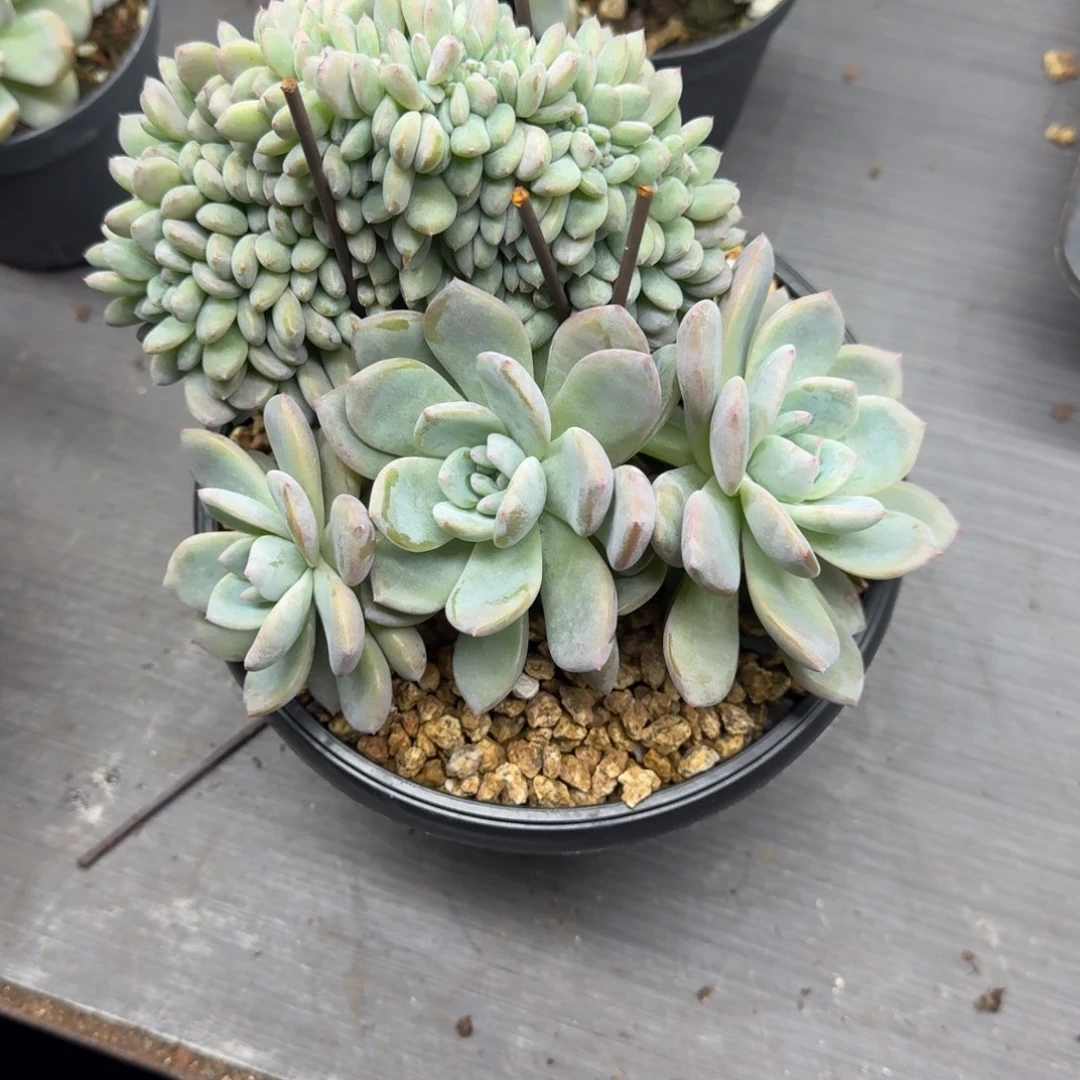 ****丫星影树缀无砍多肉