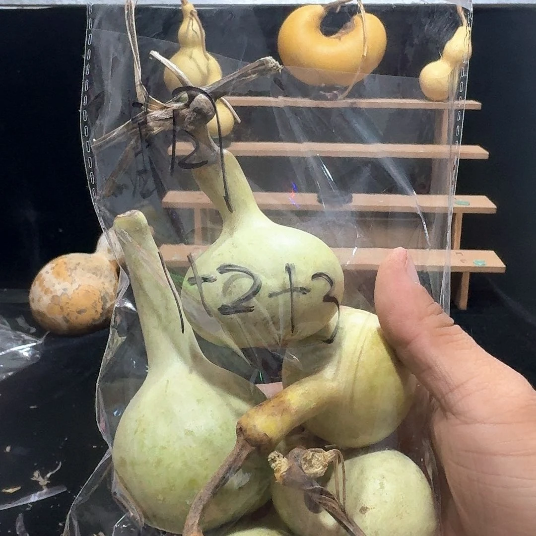 星**…定向定向定向滴哦咦