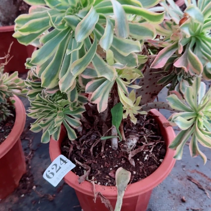 624夕颜缀化多肉植物满28包邮