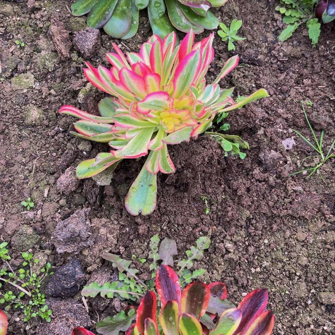 雅典娜多肉植物捧花的