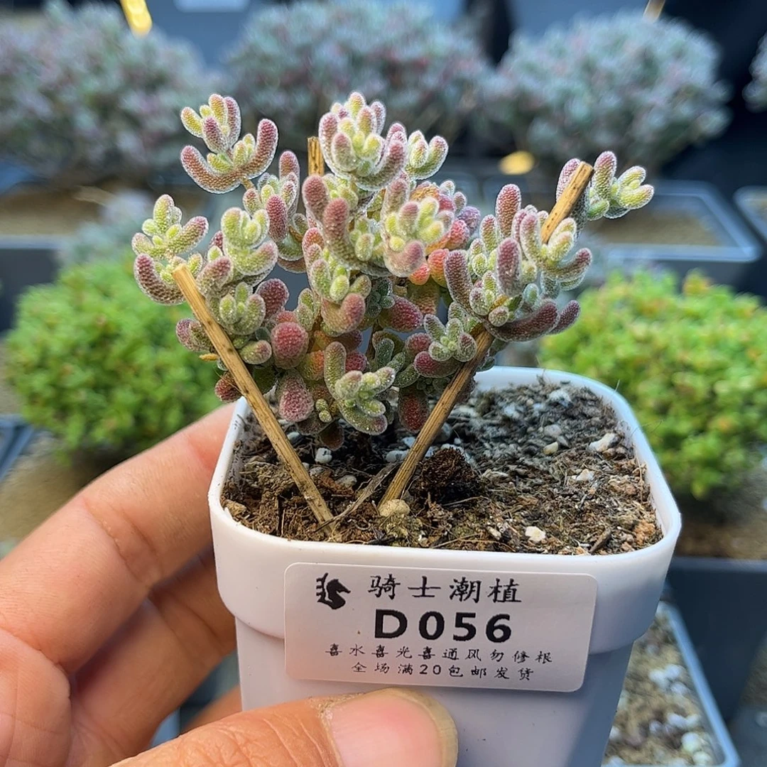 056优选冰晶枝干多肉