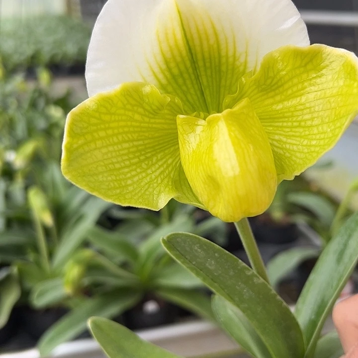 全部花朵绿肉饼单苗单花