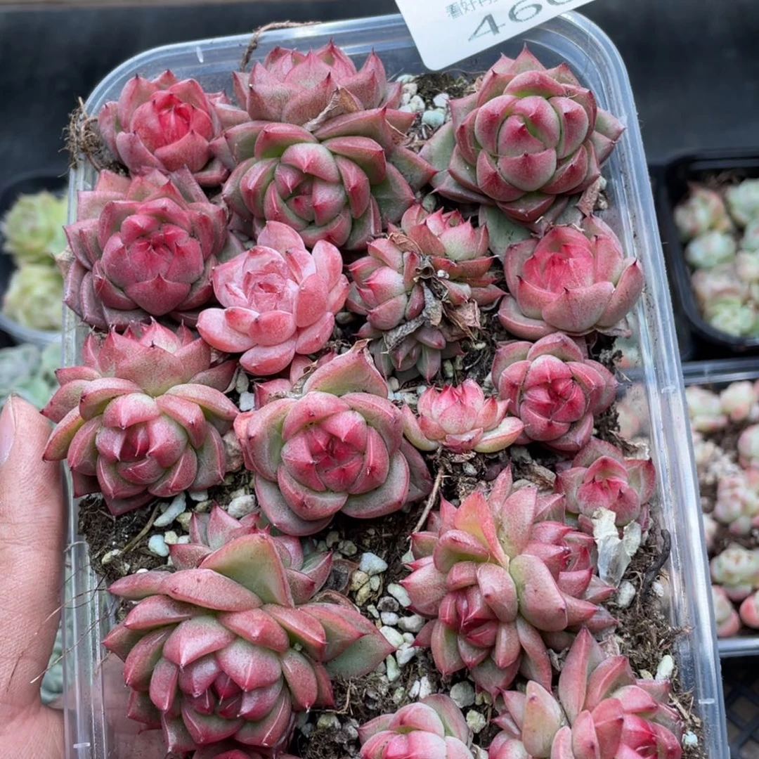 云糖心多肉植物460