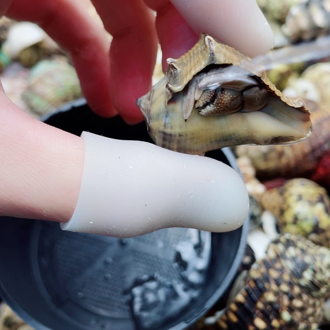 2口新几内亚彩虎 冲