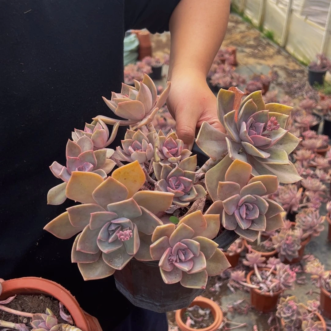 中国初恋多肉植物