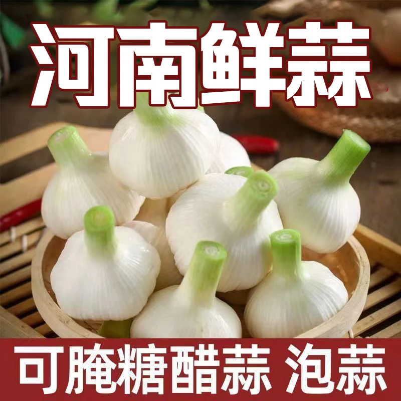 新鲜大蒜扒皮蒜白皮大蒜鲜蒜河南新大蒜头湿蒜腌制糖醋蒜非山东蒜