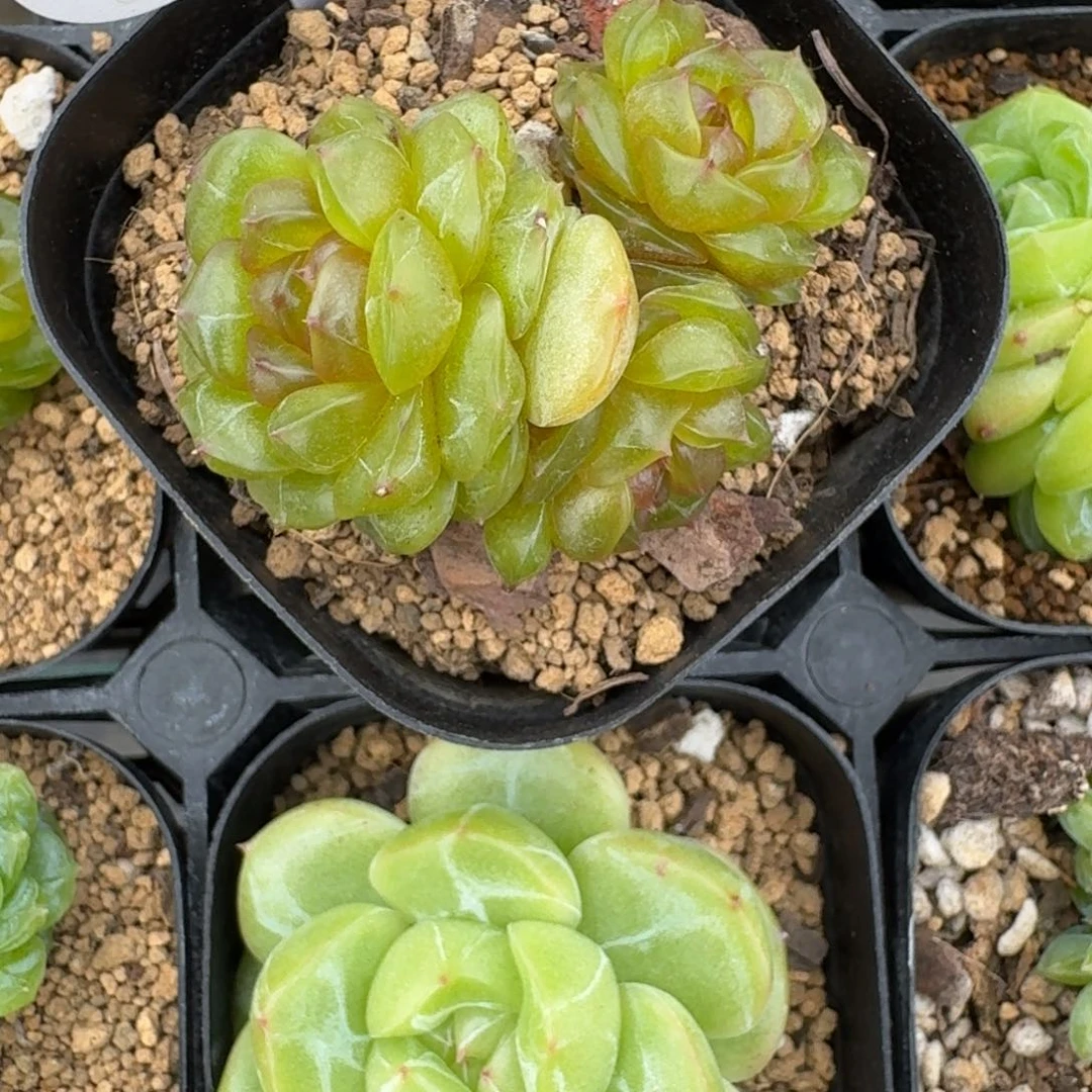 F***）0620-096-彩色恋人