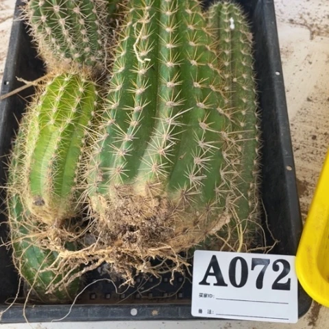 瑕疵的毛花柱a072