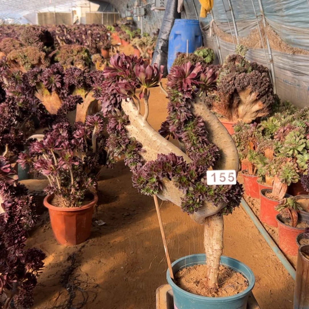 黑法师缀一颗155