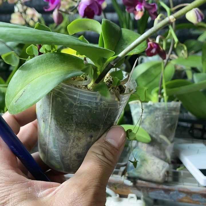 妙***啊当前无花栽培后可以开花闪烁