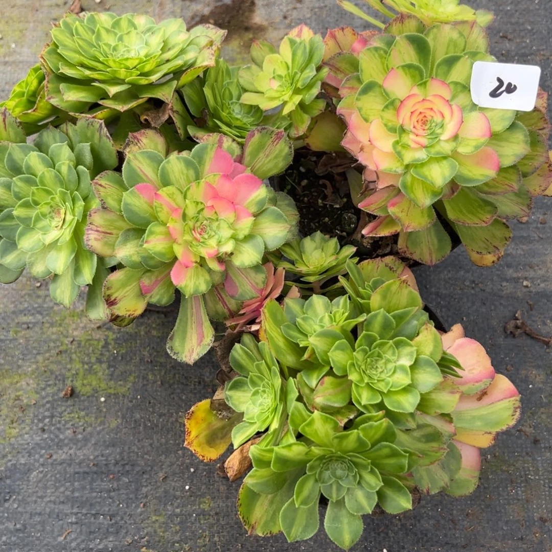 20三颗多肉知否多肉